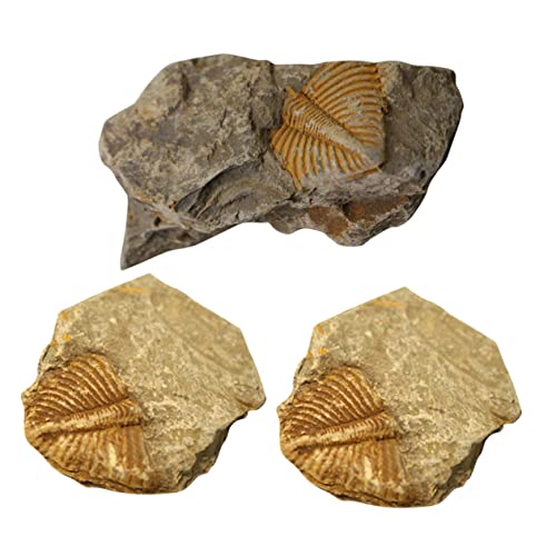 SKISUNO 3St Trilobiten- pädagogische Fossilien Esszimmertischdekoration Spielset für Kinder Tischschmuck Trilobit echte Fossilien Ornament Paläontologie schmücken Spielzeug von SKISUNO