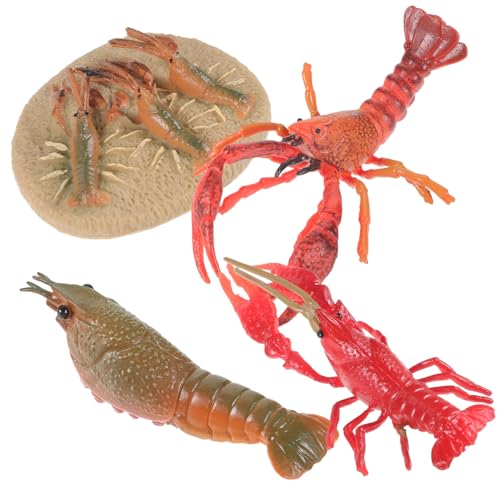SKISUNO Lobster Wachstumszyklus Modellspielzeug Plastisches Tiermodell Pädagogisches Lernspielzeug Ab Jahren Realistische Hummer Lebenszyklus Figuren für Biologische Bildung SKISUNO Lobster Wachstumszyklus Modellspielzeug Plastisches Tiermodell Pädagogisches Lernspielzeug Ab Jahren Realistische Hummer Lebenszyklus Figuren für Biologische Bildung von SKISUNO