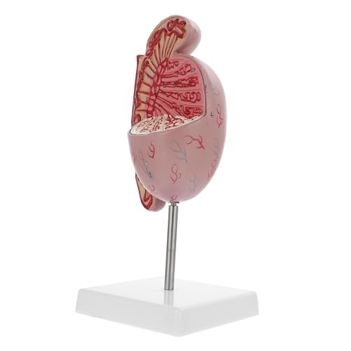 SKISUNO -dissektion Modell Human-orgelvergrößerungsmodell Anatomisches Modell von SKISUNO