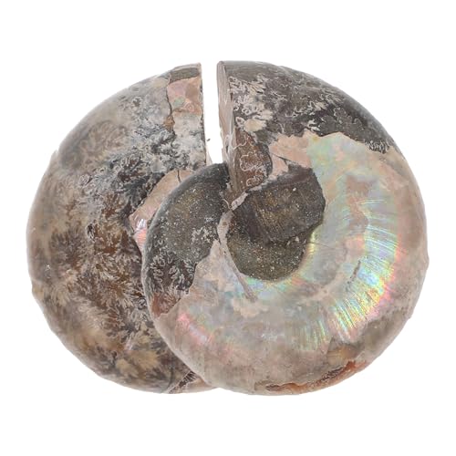 SOESFOUFU 2st Fossile Muschel Modelle Zum Spaß Lustige Ammonitenmodelle Ammoniten-modelle Modelle Ornament Ammonitenmodelle Für Kinder Modelle Zum Lernen Natürliches Muschelfossil Dark Brown von SOESFOUFU