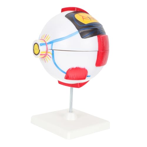 SOIMISS Vergrößertes Menschliches Augenmodell aus PVC Zerlegbares Augenanatomiemodell mit Realistischen Membranen Lehrmittel für Physiologische Erklärung für Schule und Medizinstudium SOIMISS Vergrößertes Menschliches Augenmodell aus PVC Zerlegbares Augenanatomiemodell mit Realistischen Membranen Lehrmittel für Physiologische Erklärung für Schule und Medizinstudium von SOIMISS