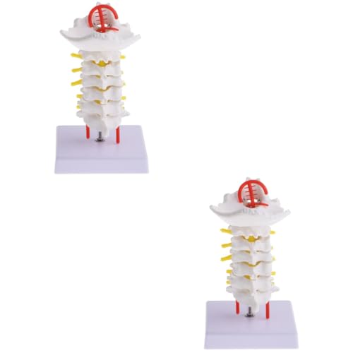 2 Stk Halswirbelsäule Mit Halsschlagader Wirbel Modell Chiropraktisches Wirbelsäulenmodell Hinteres Modell Halswirbelsäulenmodell Modell Des Rückenmarks Beckenmodell Puppe Pvc SOLUSTRE von SOLUSTRE