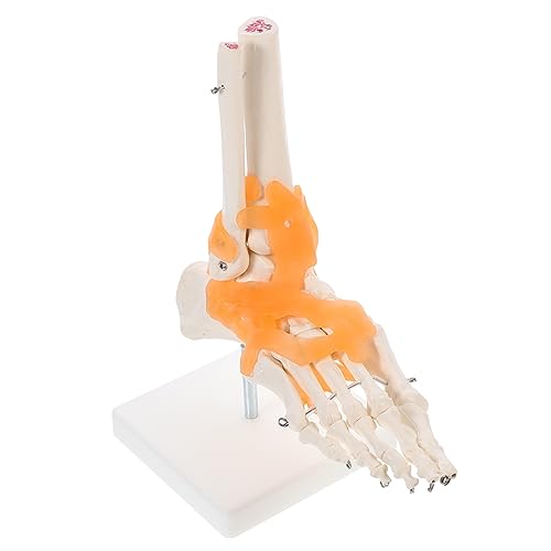 2 Stk Mannequin Modell Anatomie-Demonstrationswerkzeug Halloween-Dekorationsskelett Bewegung Anatomie Fußanzeige Zehe wissenschaftliches Lehrmittel medizinische Lehrmittel PVC SOLUSTRE von SOLUSTRE