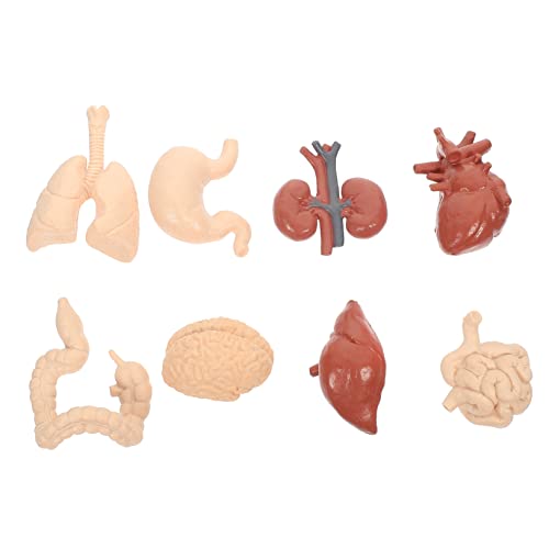 SOLUSTRE 1 Satz Menschliches Inneres Organmodell Anatomie Und Abnehmbar Des Herzens Gehirnmodell Lehrmodell Für Orgeln Versteckte Figuren Modell Des Menschlichen Körpers Für Pvc von SOLUSTRE