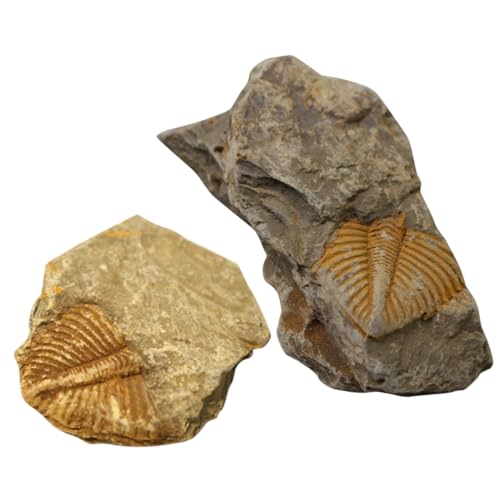 SOLUSTRE 1 Satz Trilobiten- Fossilien Paläontologie Schuler Ziernieten Mehrzweck Science Desktop-ornament Schüler Unterrichten Dekoration Tischschmuck Pädagogisches 2st von SOLUSTRE