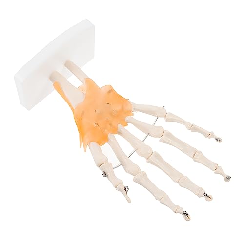 SOLUSTRE 1Stk Mannequin Gelenkgelenkmodell menschliches Fußskelettmodell human body anatomy model Human anatomy model Hand joint model werkzeug medizinische Lehrmittel handgelenk modell PVC von SOLUSTRE