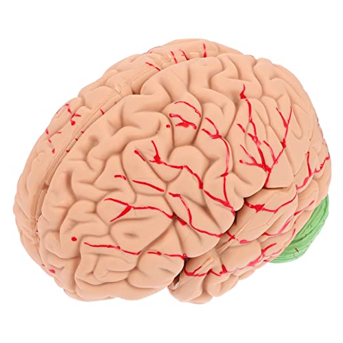 SOLUSTRE 1Stk Modell der Gehirnanatomie wissenschaftliches menschliches Gehirn Modell des menschlichen Körpers für -Zeug Gehirnmodell Gehirn Lehrmodell schaufensterpuppe PVC von SOLUSTRE