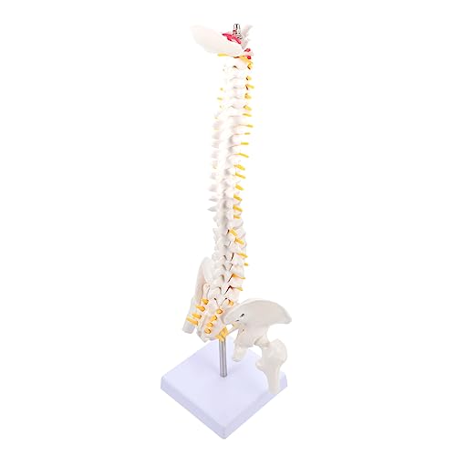 SOLUSTRE 1Stk Modell der menschlichen Wirbelsäule Medizinisches Anatomiemodell Steißbein-Modell Puppe human body anatomy model rückenhalter spine Modelle medizinisches Ausbildungsmodell PVC von SOLUSTRE