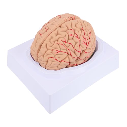 SOLUSTRE 1Stk Neuronales Lehrmodell brain model Gehirnmodell 3D-Struktur des Gehirns 3D-Modell des Gehirns Modelle Anatomie Schädelarterienmodell medizinisches zerebrovaskuläres Modell PVC von SOLUSTRE