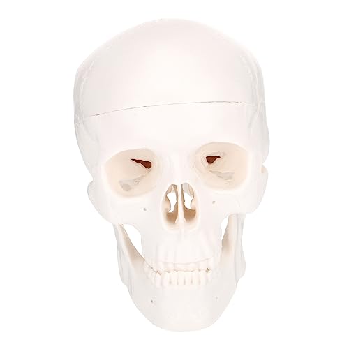 SOLUSTRE 1Stk Schädel Dekor Skelettkopfschmuck Halloween-Skelettkopf the skulls totenhosen Medizinisches Modell dekoäste decor Knochenmodell cadfi deko ast totenköpfe Plastik Weiß von SOLUSTRE