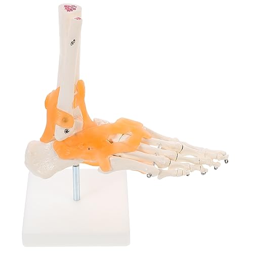 SOLUSTRE 1stk Mannequin Modell Knöchel Menschlicher Skelettfuß Mini-skelette Dinosaurier Anzeige Der Fußanatomie Anatomie Fußanzeige Halloween-dekorationsskelett Körper Ratte Zehe Figur Pvc von SOLUSTRE