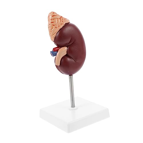 SOLUSTRE 1stk Nebennieren-modell Körper Biologie Demonstrationsmodell Entdeckung Menschliches Torsomodell Wissenschaft Modell Des Menschlichen Herzens Anatomiemodell 4d-modell Plastik von SOLUSTRE