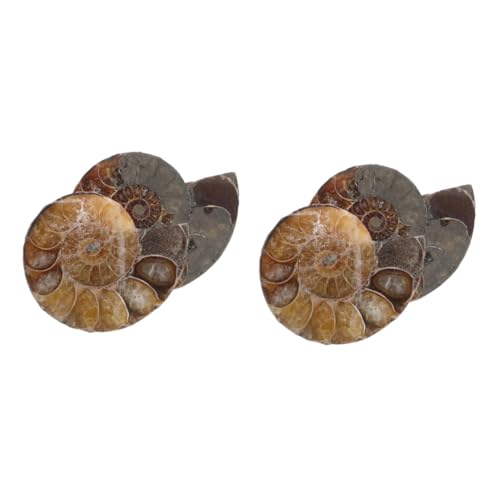 SOLUSTRE 2 Sätze Fossile Muschel Ammonitenmodelle Für Jungen Ammonitenmodelle Als Ammoniten-modelle Lustige Ammonitenmodelle Natürliches Muschelfossil Dark Brown 2 Stück * 2 von SOLUSTRE