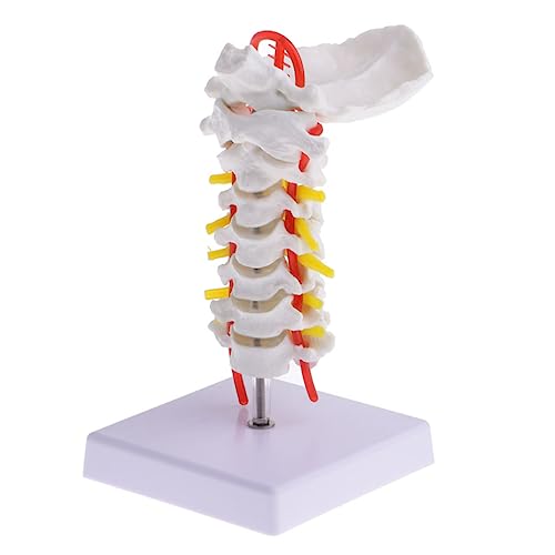 SOLUSTRE 2 Stk Halswirbelsäule mit Halsschlagader Anatomie Wirbelsäulenmodell Nacken Gehirn Skelettmodell Halswirbelmodell Zwischenwirbelmodell hinteres Modell Humanmedizinisches Modell PVC von SOLUSTRE