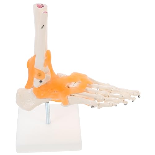 SOLUSTRE 2 Stk Mannequin gemeinsam medizinisches anatomisches Modell Zehe Fußgelenkmodell Anatomisches Modell Fußgelenk werkzeug Lehrmittel für Ärzte Anatomisches Modell des Fußskeletts PVC von SOLUSTRE