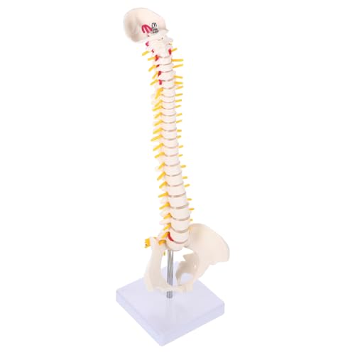 SOLUSTRE 2 Stk Wirbelsäulenmodell Modell Der Lendenwirbelsäule Spinalnervenmodell Anatomisches Modell Der Wirbelsäule Anatomiemodell Menschliches Schädelmodell Für Die Anatomie Pvc Weiß von SOLUSTRE