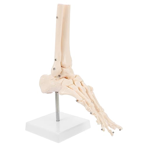 SOLUSTRE 2 Stück Fußanatomie Mini Skelette Molekulares Schädelmodell Anatomisches Modell Menschlicher Organe Poster Handmodell Anatomie Modell Des Menschlichen Skeletts Modelle Kunststoff von SOLUSTRE