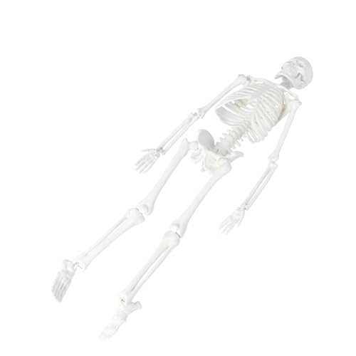 SOLUSTRE 2St Anatomisches Studienmodell Statue des menschlichen Skeletts Anatomiemodell Skelett in voller Größe beige Medizinisches Zubehör menschliches Skelettmodell von SOLUSTRE