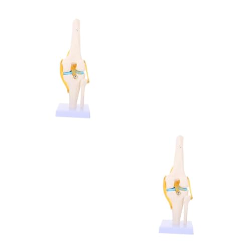 SOLUSTRE 2St Kniemodell Kniegelenk Lehrmodell Kniegelenk Skelettmodell Beckenmodell Knieanatomie 3D-Modell Körper Anatomiemodell des menschlichen Kniegelenks menschliches Kniegelenk PVC von SOLUSTRE