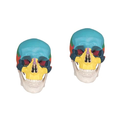 SOLUSTRE 2St Knochenschädel anatomisches Lehrmodell Anatomie Männchen Experte the skulls totenschädel farbiges medizinisches Schädelmodell menschliches Schädelmodell PVC von SOLUSTRE