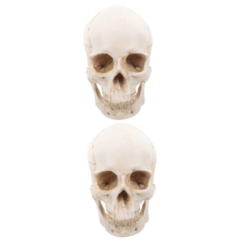 SOLUSTRE 2St Schädel aus Harz Schädelmodell anatomischer Schädel gefälschter Skelettschädel Skelettkopf-Statue Skelett-Statue Skelettkopfschmuck abnehmbares Schädelkopfmodell von SOLUSTRE