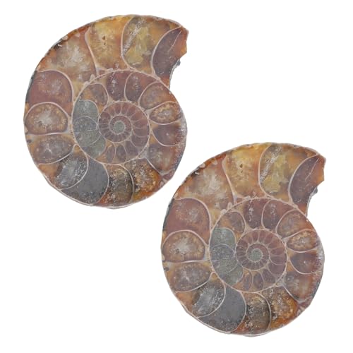 SOLUSTRE 2St fossiles Exemplar pädagogischer Ammonitenschmuck Ammonitenmodelle für Kinder pädagogisches Ammonitenmodell Lehrammonitenexemplar Natürliches Muschelfossil Dark Brown von SOLUSTRE