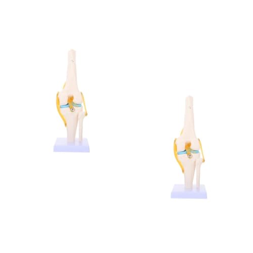 SOLUSTRE 2st Kniemodell Anatomiemodell Knie Modell Knieanatomie 3d-modell Menschliches Skelett Gehirnmodell Knie 3d-modell Modell Der Lendenwirbelsäule Modell Der Menschlichen Anatomie Pvc von SOLUSTRE