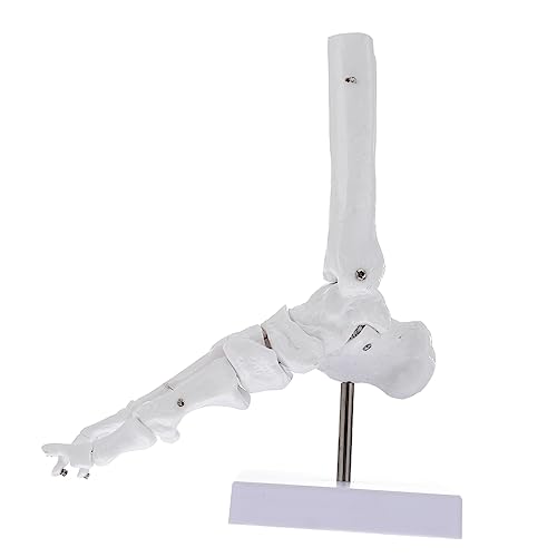 SOLUSTRE 2st Menschlicher Knöchel Unterricht Skelett Des Menschlichen Körpers Tierischen Schädel Skeletthand Fuß Menschliches Anatomisches Modell Menschliches Skelett Pvc Weiß von SOLUSTRE