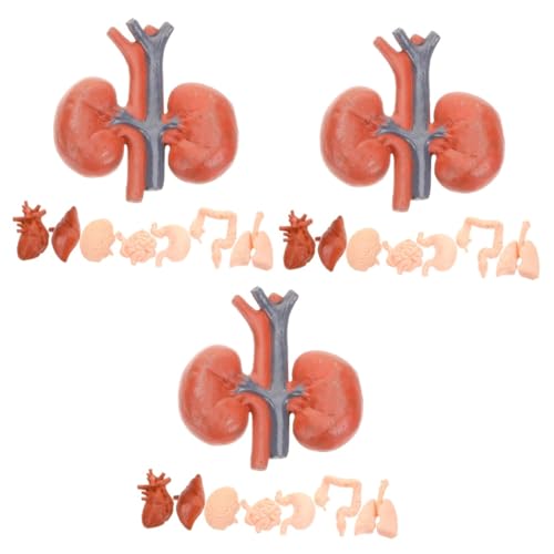 SOLUSTRE 3 Sätze Menschliches Organmodell Modell Des Menschlichen Körpers Anatomiemodell Realistisches Modell System Realistisches Orgelmodell Lungenmodell Pvc 8 Stück * 3 von SOLUSTRE