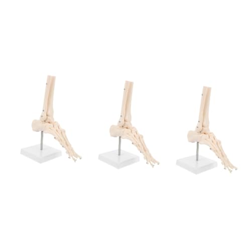 SOLUSTRE 3 Stk Fuß Anatomie Fußgelenkmodell Fußknochenmodell Fußskelettmodell medizinisches Fußmodell Sprunggelenk modell Modelle PVC menschliches Skelettmodell Anatomisches PVC-Modell von SOLUSTRE