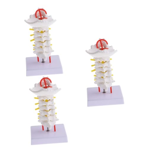 SOLUSTRE 3 Stk Halswirbelsäule mit Halsschlagader Gerät Gehirn Skelettmodell anatomisch menschlich Wirbelsäulenmodell Halswirbelmodell Zwischenwirbelmodell hinteres Modell PVC-Rückenmodell von SOLUSTRE