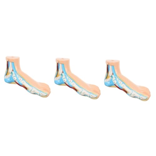 SOLUSTRE 3St Modell des Fußgelenks footcare Fußpflege Fußknochenmodell Fußmuskelmodell Lehrmodell Fußanatomie Modelle normales Fußanatomiemodell medizinisches Normalfußmodell Vinyl von SOLUSTRE