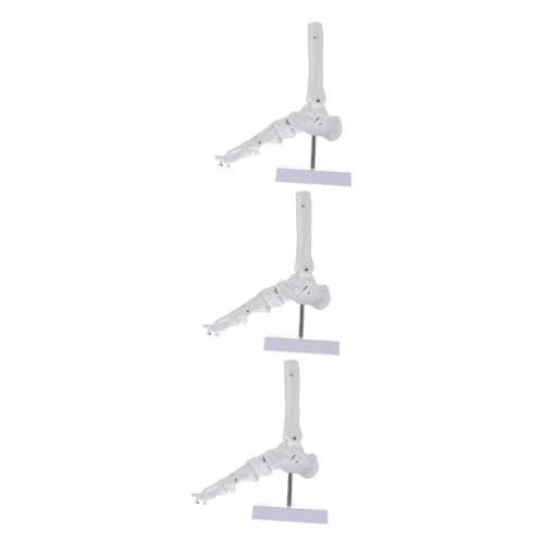 SOLUSTRE 3st Menschlicher Knöchel Unterricht Menschliche Anatomie Skelett Menschliches Modell Molekular Anatomie-poster Körper Fuß- Und Knöchelmodell Gehirnmodell Modelle Weiß Pvc von SOLUSTRE