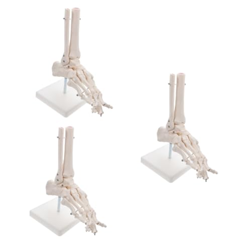 SOLUSTRE 3st Modell Des Fußgelenks Menschliches Fußmodell Menschliches Skelettmodell Rätsel Des Menschlichen Körpers Modell Der Fußanatomie Menschliches Gelenkmodell Pvc Weiß von SOLUSTRE