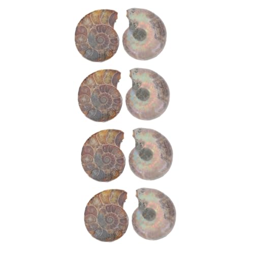 SOLUSTRE 4 Sätze Fossiles Exemplar Modelle Zum Lernen Modelle Ornament Pädagogisches Ammonitenmodell Ammonitenmodelle Als Natürliches Muschelfossil Dark Brown 2 Stück * 4 von SOLUSTRE