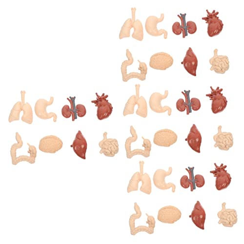 SOLUSTRE 4 Sätze Menschliches inneres Organmodell für kinder kindergeschenke schulzeug Werkzeuge für Organteile des Körpers Spielzeug Lehrmodell für Orgeln Modell der Organe PVC von SOLUSTRE