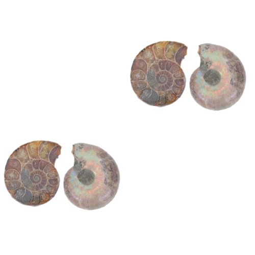 SOLUSTRE 4 Stück Fossiles Exemplar Modelle Zur Sammlung Pädagogisches Ammonitenmodell Modelle Zur Dekoration Modelle Für Kinder Modelle Schmuck Dark Brown Natürliches Muschelfossil von SOLUSTRE