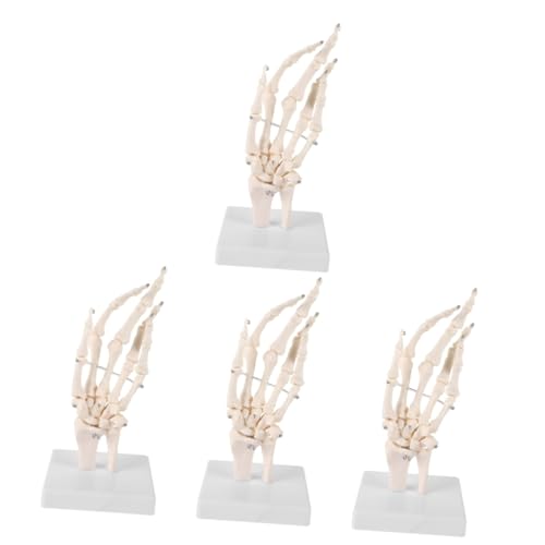 SOLUSTRE 4 Stück Handknochengelenkmodell menschliches handgelenkmodell medizinisches anatomisches Modell Medizinisches Handknochenmodell Menschliches Skelettmodell Handskelettmodell PVC von SOLUSTRE