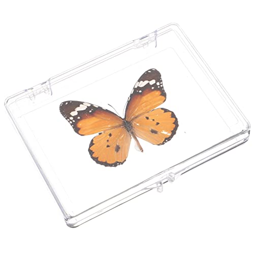 SOLUSTRE 4 Stück Schmetterlings-Exemplar Musterdekor ausstellen Schmetterlingsausstellung Probenständer insektenbox insekten box Desktop-Dekoration für den Haushalt Tischständer Plastik von SOLUSTRE