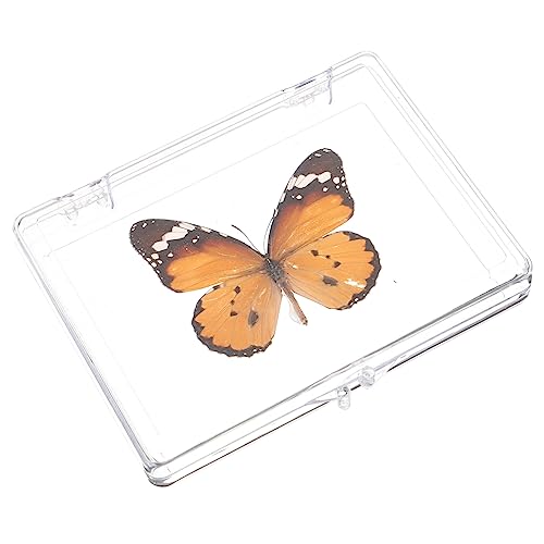 SOLUSTRE 4 Stück Schmetterlingsexemplar Für Kinder Lernspielzeug Wissenschaftliches Bildungsspielzeug Wandbehang Schmetterlingsspielzeug Für Kinder Schmetterlings Souvenir von SOLUSTRE