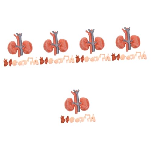 SOLUSTRE 5 Sätze Menschliches Organmodell Modell Modell Des Menschlichen Körpers Menschliches Modell Werkzeug Realistisches Orgelmodell Künstliches Menschliches Organ Pvc 8 Stück * 5 von SOLUSTRE