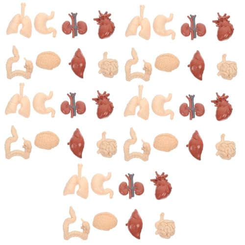 SOLUSTRE 5 Sätze Menschliches inneres Organmodell für kindergeschenke schulsachen Lehrmodell für Orgeln interaktiv Körper Organe Schulunterrichtsmaterialien PVC von SOLUSTRE