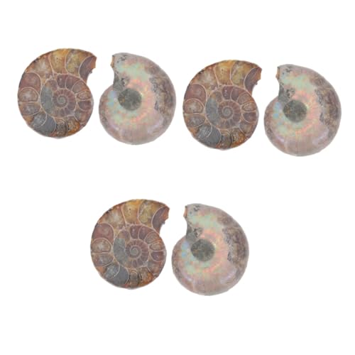 SOLUSTRE 6 Stk Fossiles Exemplar Modelle Schmuck Modelle Zur Dekoration Ammonitenmodelle Als Pädagogisches Ammonitenmodell Modelle Zum Lernen Dark Brown Natürliches Muschelfossil von SOLUSTRE