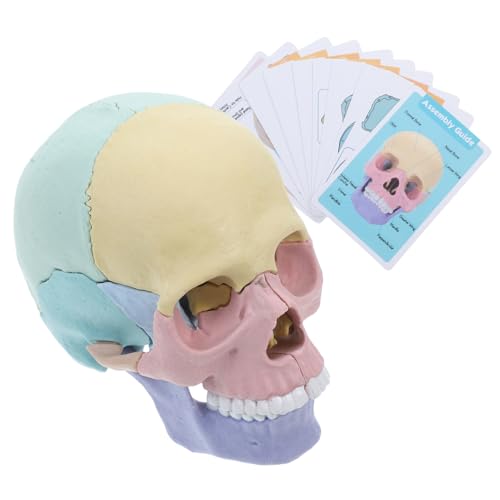 SOLUSTRE Detachable Menschliches Schädelmodell Anatomisches Skelett Lernspielzeug für Schule Studium Medizinische Ausbildung Präzise Schädelkopfform mit Feinen Details SOLUSTRE Detachable Menschliches Schädelmodell Anatomisches Skelett Lernspielzeug für Schule Studium Medizinische Ausbildung Präzise Schädelkopfform mit Feinen Details von SOLUSTRE