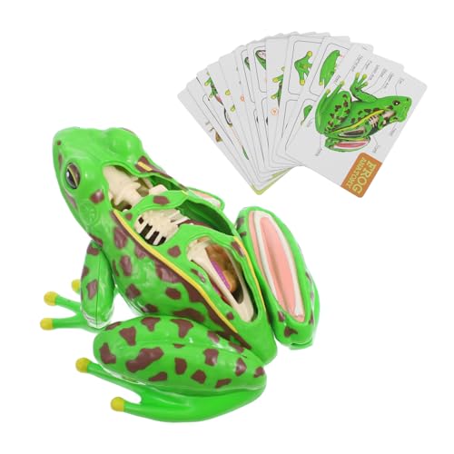 SOLUSTRE Frosch-modell Froschmodelle Anatomiemodell Eines Frosches Froschskulptur Anatomie-lernhilfe Nachbildung Eines Frosches 3d-puzzle-frosch Modell Der Inneren Organe Plastik Green von SOLUSTRE