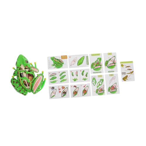 SOLUSTRE Frosch-modell Froschskelettmodell Froschmodell Anatomie-demonstrationsmodell Froschstatuen Stimulationsfrosch Spielzeugfrosch Anatomie-lehrmodell Frosch-ornamente Green Plastik von SOLUSTRE