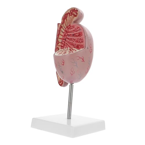 SOLUSTRE Hodenmodell schaufensterpuppe Lehrmodell Medizinstudium reproduktive Dissektion Modell der anatomischen Organe Biologieunterricht menschliche Hodenstütze anatomisches Modell PVC von SOLUSTRE