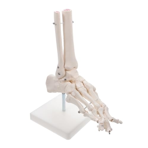 SOLUSTRE Modell des Fußgelenks menschliche Anatomie Skelette anatomisch falsche Füße Fußgelenkmodell Fußknochenmodell Sprunggelenkmodell aus Kunststoff Sprunggelenk modell PVC Weiß von SOLUSTRE