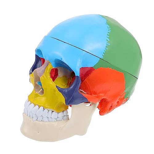 SOLUSTRE Schädelmodell the skulls totenschädel Schädelanatomie Schädelbild totenköpfe Mann Totenkopfstatue Modell des menschlichen Körpers Schädelkopfmodell anzeigen Schädel-Lehrmodell PVC von SOLUSTRE