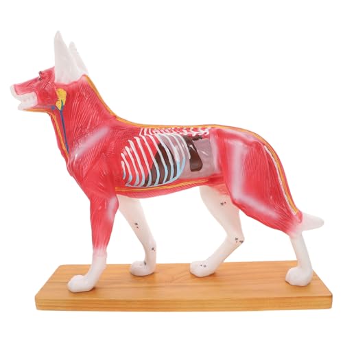 SOLUSTRE akupunkturpunktmodell für hunde Modell Anatomie Haustier Plüsch Hund realistischer Hund Hundemodell Modell der Körperakupunktur für Hunde Modell der Körperakupunktur des Hundes PVC von SOLUSTRE